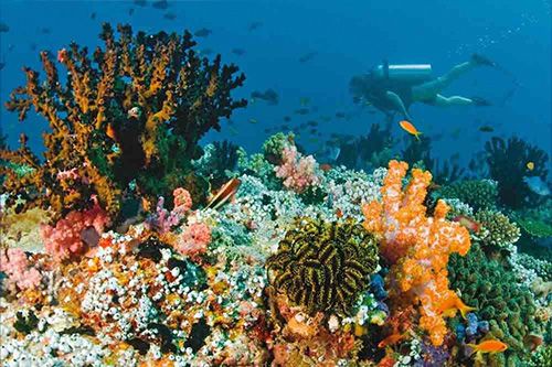 Scuba diving in UAE waters