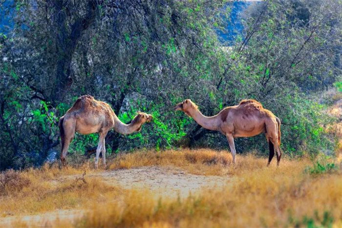 Camels in the UAE desert